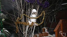 ТОС «Сахалин» предлагает украсить дворы к Новому году и Рождеству
