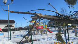 Горожане обнаружили повреждённые деревья в микрорайоне Старый аэропорт