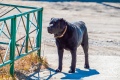 Владельцев собак привлекли к административной ответственности за ненадлежащий выгул собак